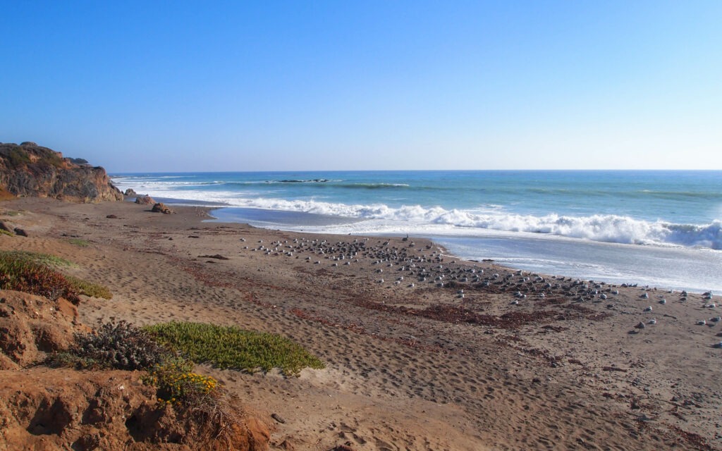 Plage sauvage bordant la Route 1 California, entre falaises et océan.