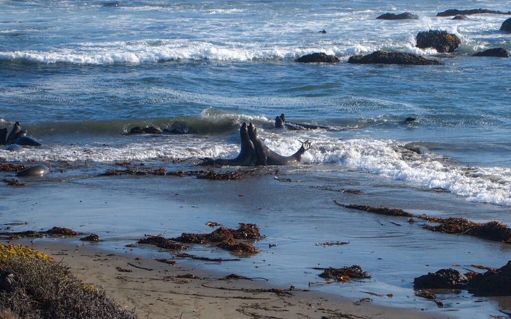 Les impressionnants éléphants de mer de Piedras Blancas, allongés sur la plage californienne