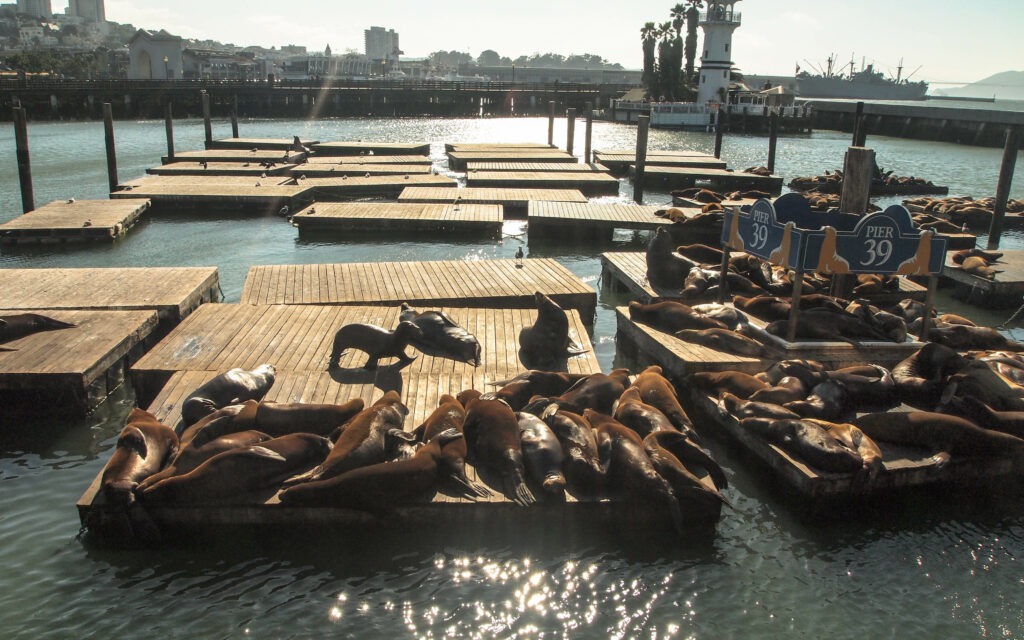 Les otaries de San Francisco s’entassent sur les pontons du Pier 39 : un spectacle vivant et incontournable en bord de baie.