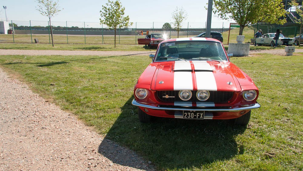 Shelby!