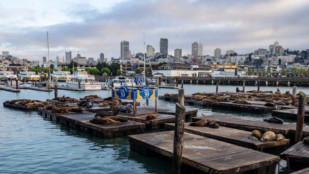 Pier 39, famous for the sea lions that call it home.