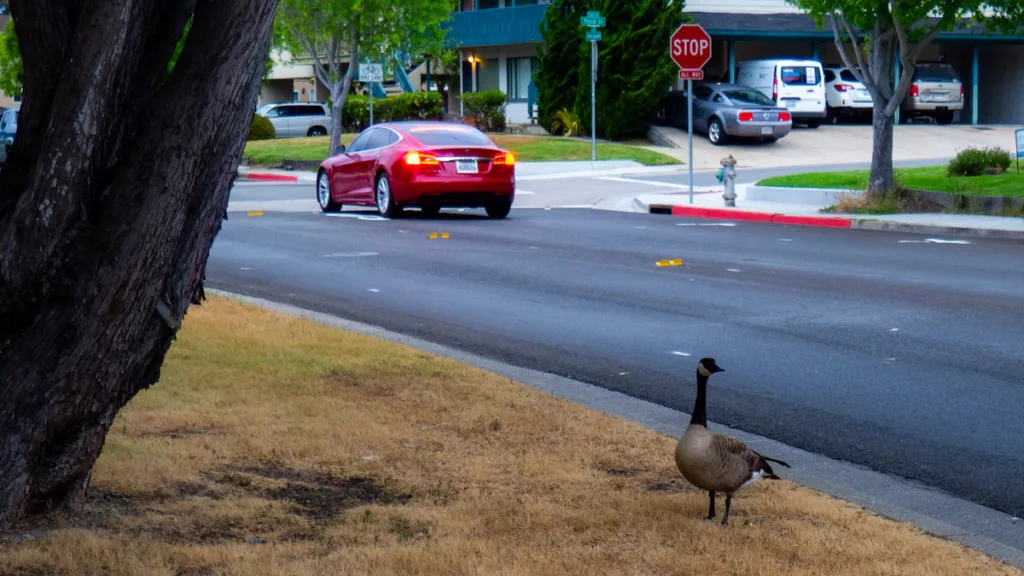 A wild goose strolls down the middle of the road… (note the Mustang in the background).