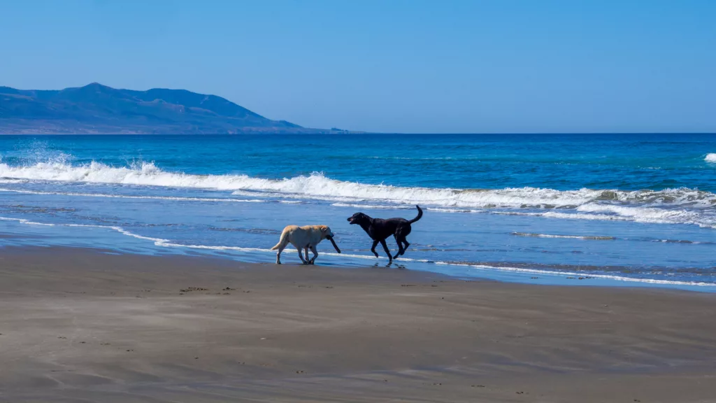 Quelques jeux sur la plage !