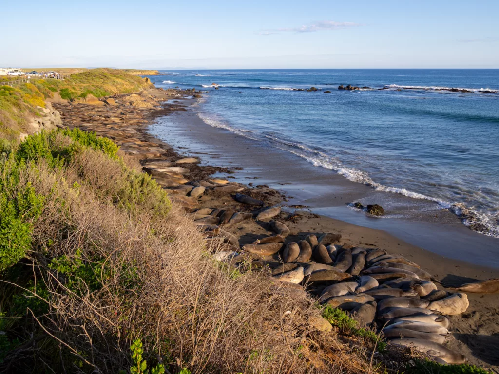 The Piedras Blancas Elephant Seals Rookery is always impressive!