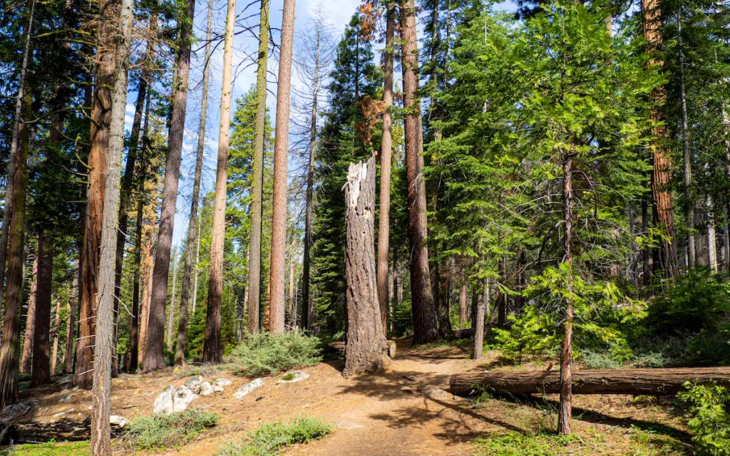 Early in the morning, Mariposa Grove  is quiet and sparsely populated.