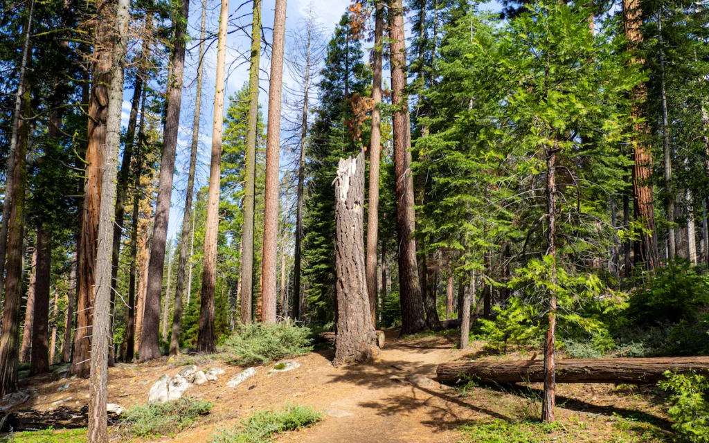 Tôt le matin, le parc de Mariposa Grove est calme et peu peuplé.