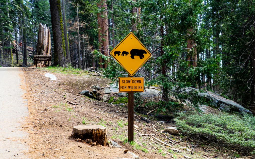 Preserving wildlife in Sequoia National Park.