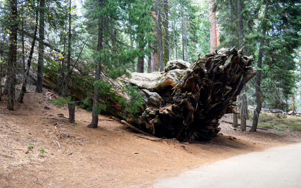 This Sequoia trunk in the national park is gigantic!