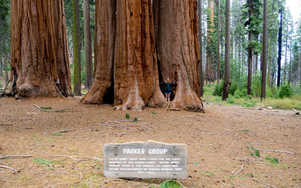 Sarah looks tiny next to the Parker trees!