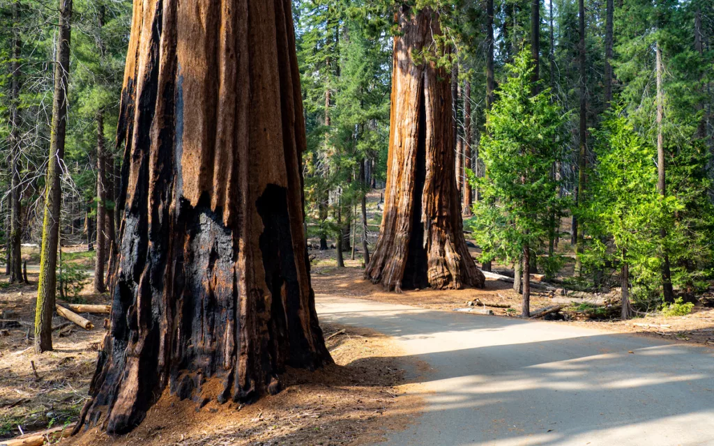 It's impossible to get an idea of the size of these trunks from this photo - they're gigantic!