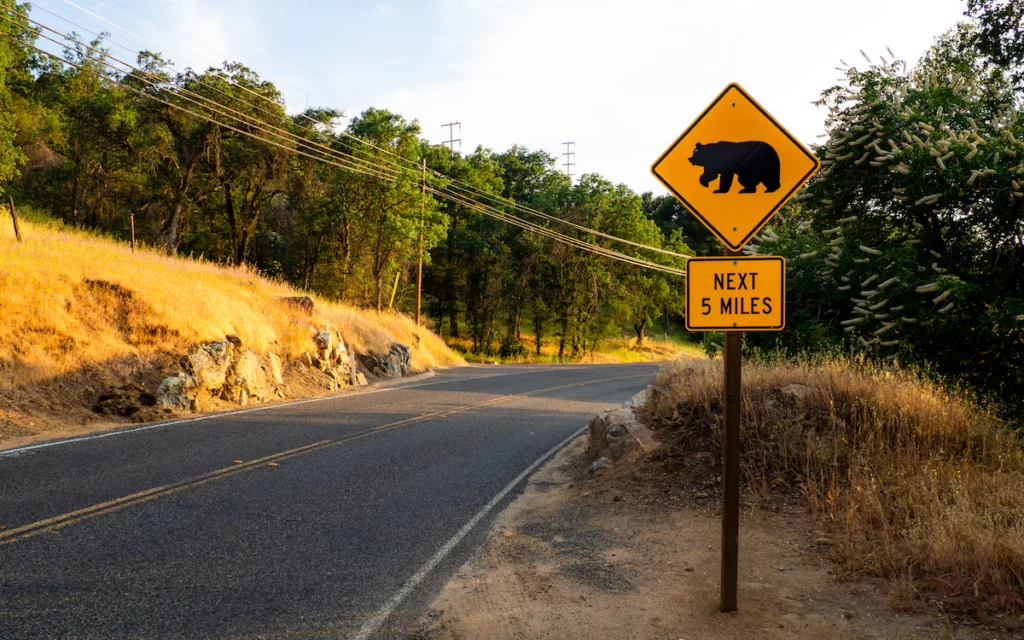 It's Golden Hour when we leave Sequoia National Park.