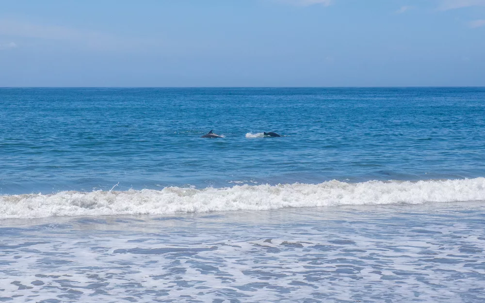 Dolphins greet us at Cabrillo Beach.
