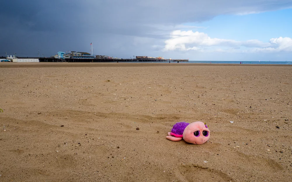 Il n'était pas possible de laisser cette petite tortue échouée sur la plage sans tenter un sauvetage !