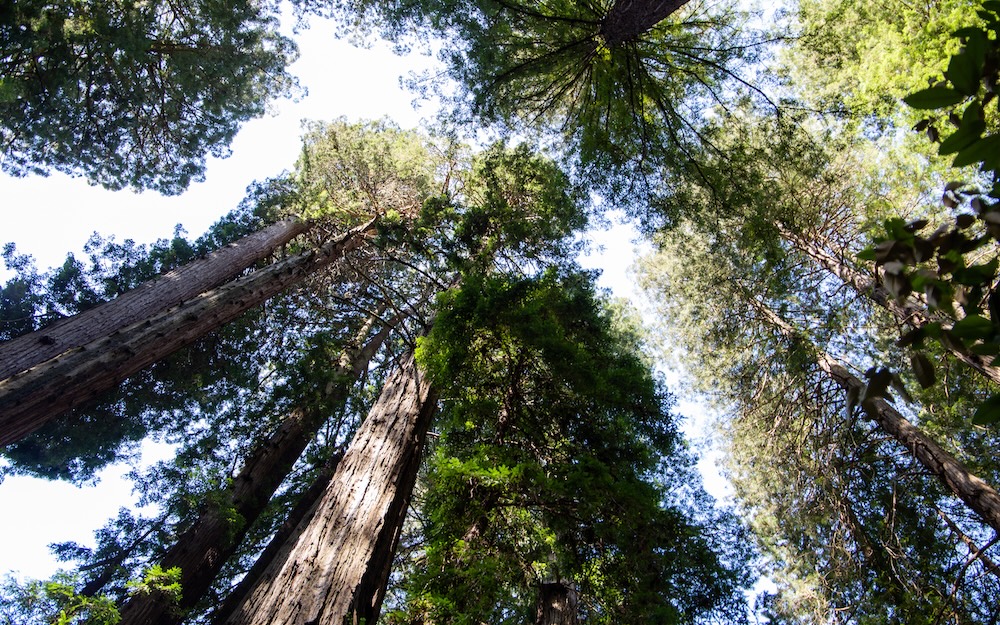 Les séquoias de la côte sont les plus grands organismes vivants de la planète, pouvant atteindre 115 mètres de haut. À Muir Woods, le plus haut dépasse 78 mètres soit la hauteur d'un immeuble de 23 étages.