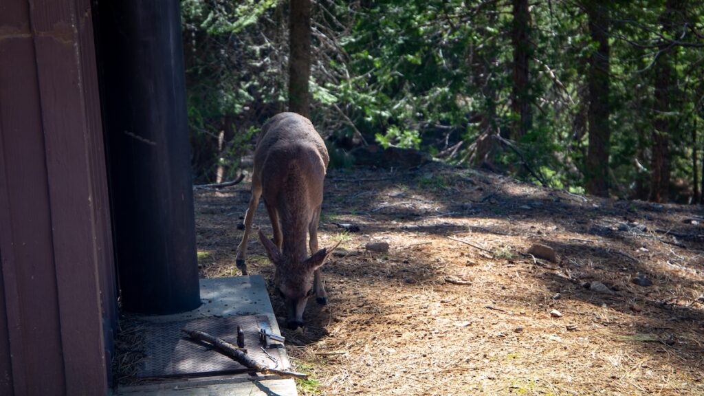 Rencontre surprise avec une biche sauvage à Merced Grove, juste à côté des toilettes du sentier.
