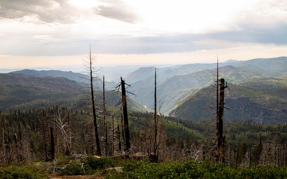 Ces arbres marqués par le feu nous rappellent le rôle crucial des brûlages contrôlés réalisés par les Rangers pour préserver l’équilibre écologique du parc.