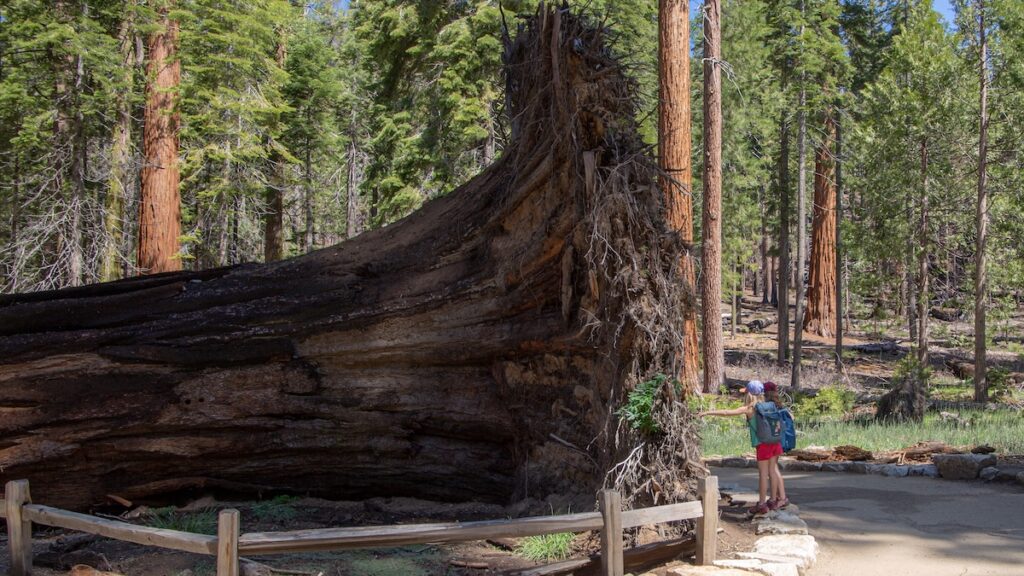 Le Fallen Monarch, tronc couché depuis des siècles, rappelle la force et la fragilité des géants de Yosemite
