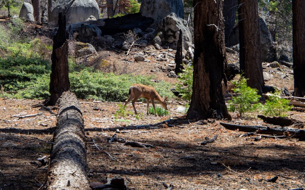 Rencontre inoubliable : une biche et deux faons surgissant du sous-bois, comme pour nous souhaiter la bienvenue à Mariposa Grove.