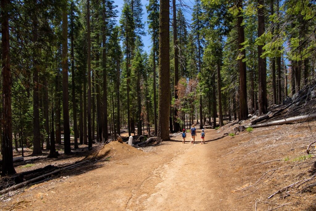 Les filles paraissent vraiment petites dans cette forêt de séquoias !