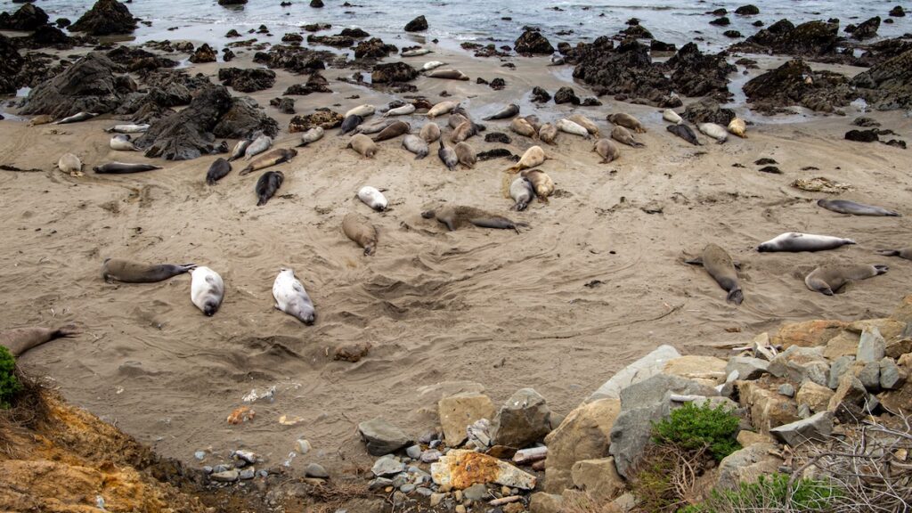Observation des éléphants de mer au Elephant Seal Vista Point : un spectacle naturel fascinant sur la côte californienne.