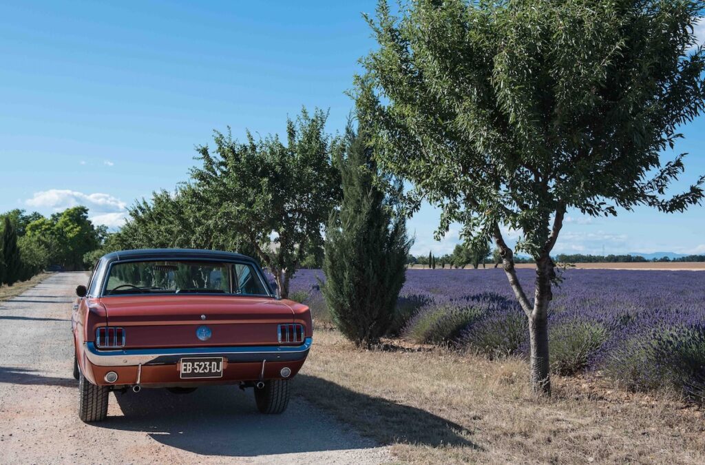 Pierre habite dans le Var, département connu pour ses champs de lavandes qui lui offrent un décor magnifique pour photographier sa Mustang.