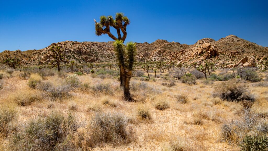 Quail Springs, un secteur paisible du parc national de Joshua Tree, idéal pour une première balade.