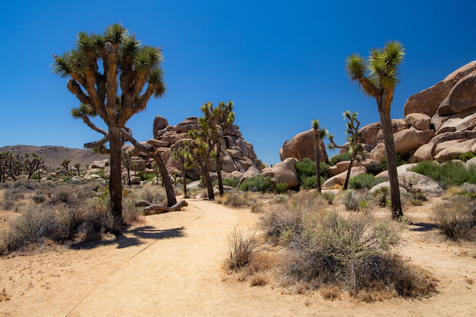 Paysage emblématique du parc national de Joshua Tree en Californie, entre désert et formations rocheuses.