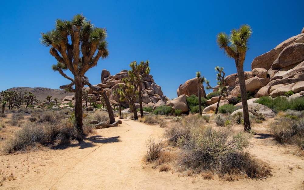 Paysage emblématique du parc national de Joshua Tree en Californie, entre désert et formations rocheuses.