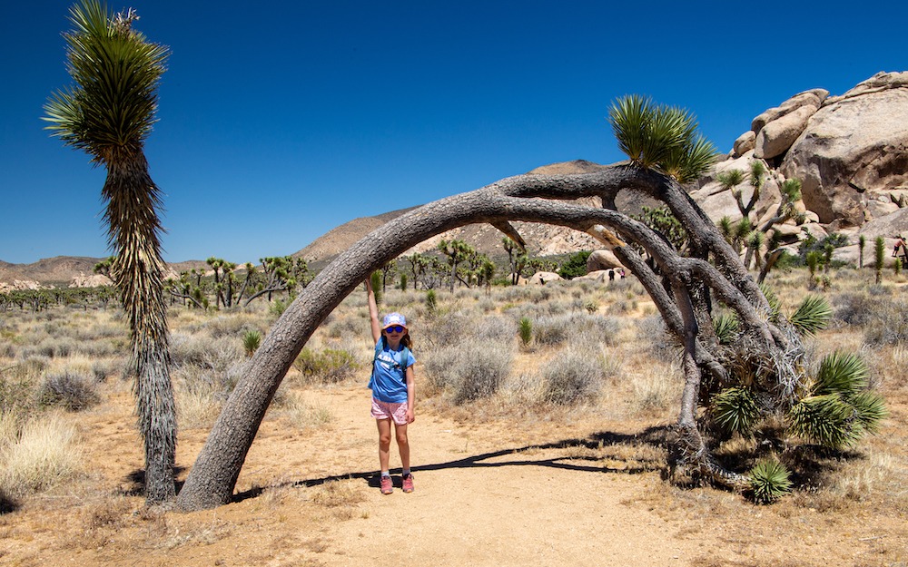 Cap Rock, un sentier éducatif qui dévoile la flore unique du désert californien.