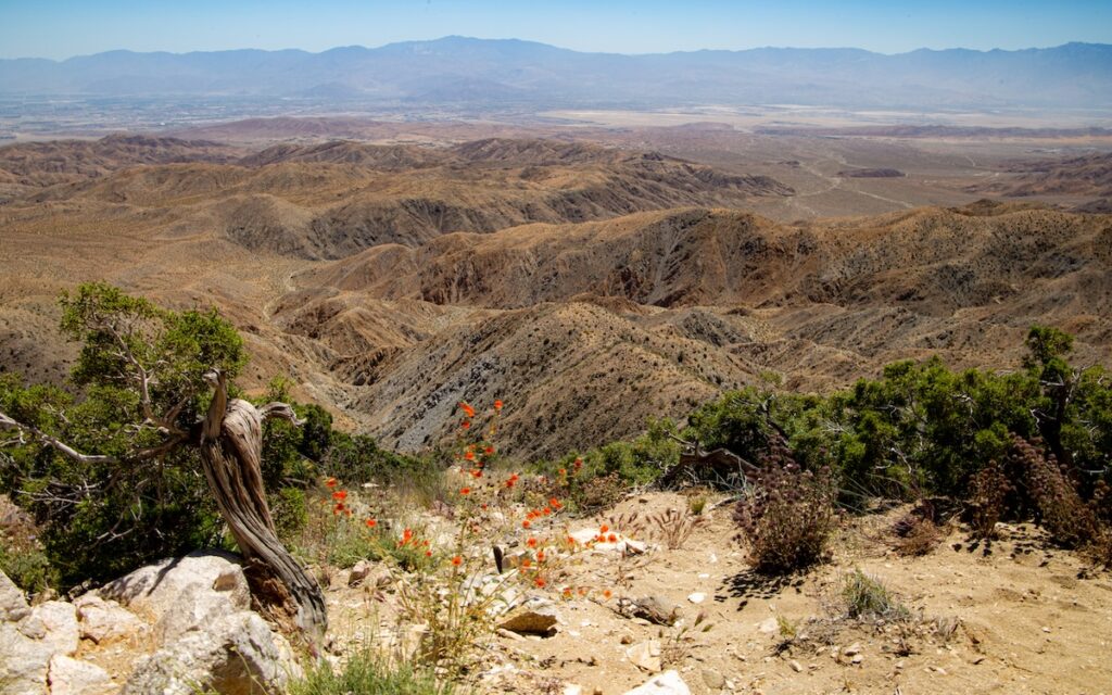 Depuis Keys View, le regard porte jusqu’à la faille de San Andreas.