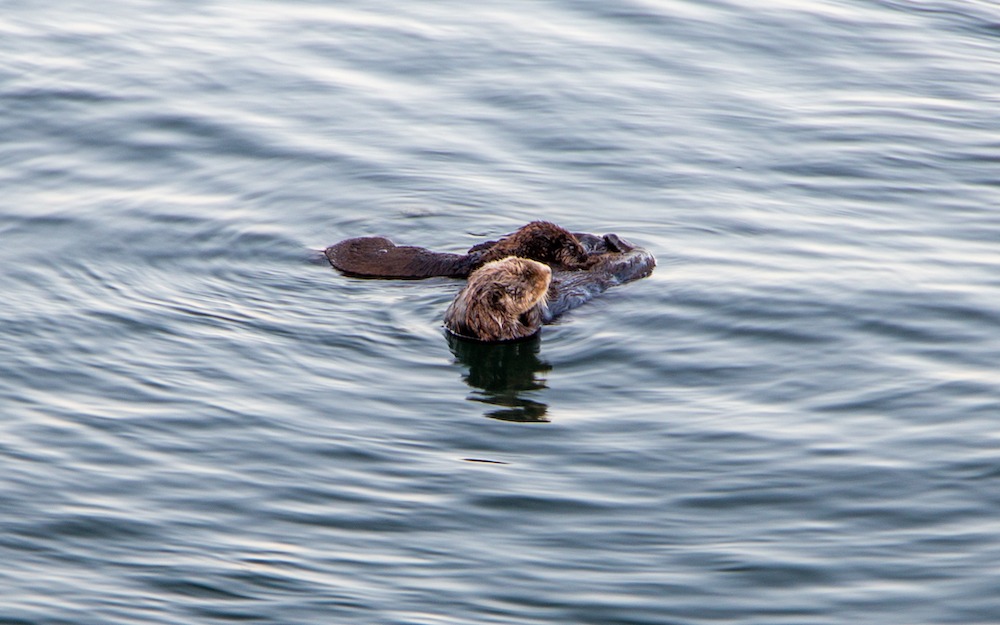 À Monterey, l’océan s’anime avec les loutres de mer et les otaries.
