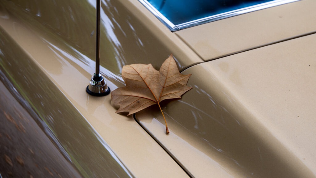 Sortie Mustang anciennes Rhône-Alpes – feuille d’automne sur Shelby 1968