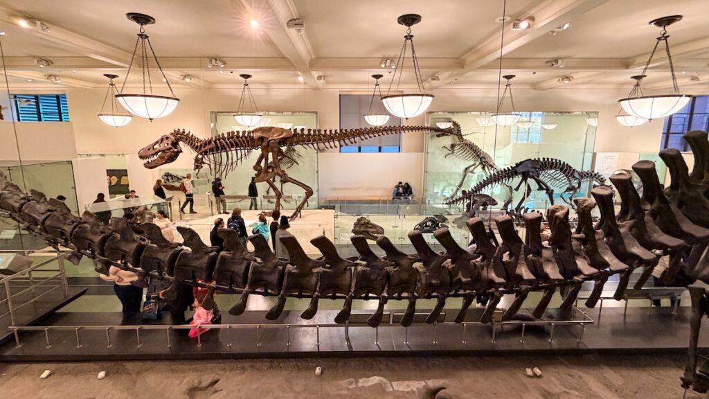 Les squelettes de dinosaures du musée américain d'histoire naturelle sont impressionnants !