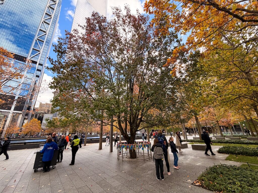 Le Survivor Tree, cet arbre qui a survécu aux attentats du 11 septembre.